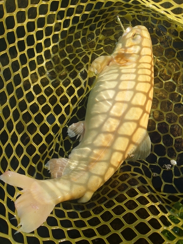 アルビノニジマスの釣果