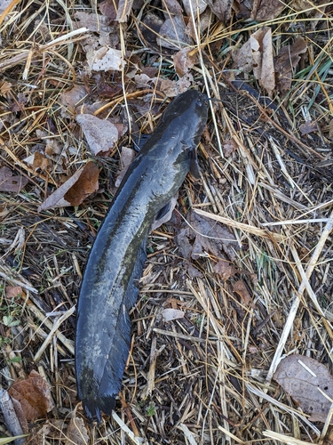 ニホンナマズの釣果