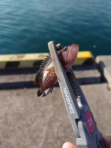 オオモンハタの釣果