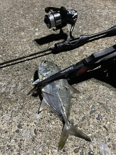 ギンガメアジの釣果