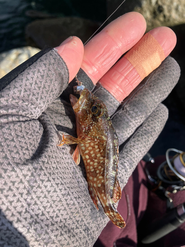 アラカブの釣果