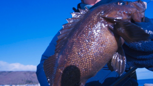 エゾメバルの釣果