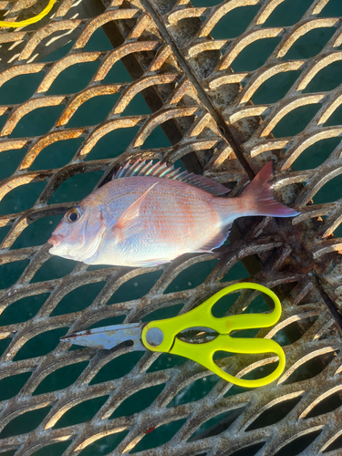 チャリコの釣果