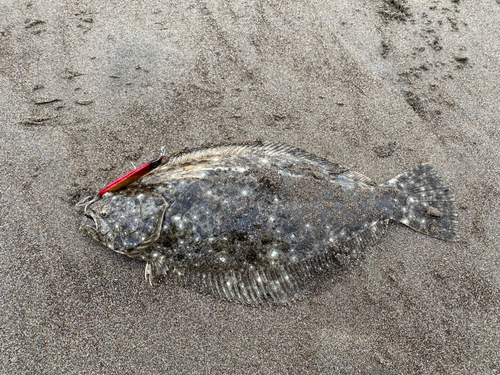 ヒラメの釣果