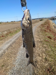 ニゴイの釣果