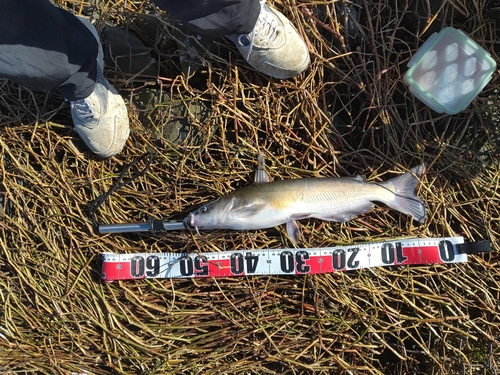 アメリカナマズの釣果