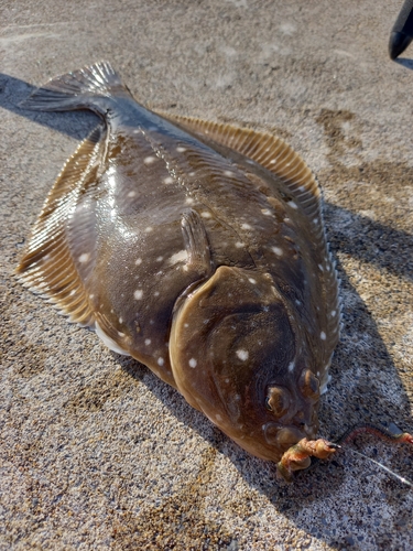 イシガレイの釣果