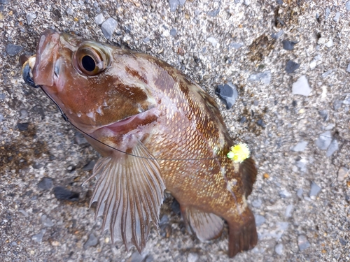 ガヤの釣果