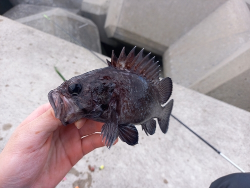 マゾイの釣果