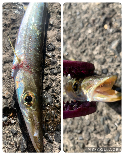 アカカマスの釣果