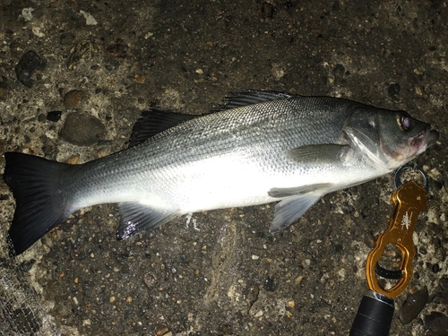 ヒラスズキの釣果