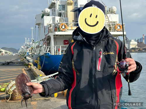 コウイカの釣果