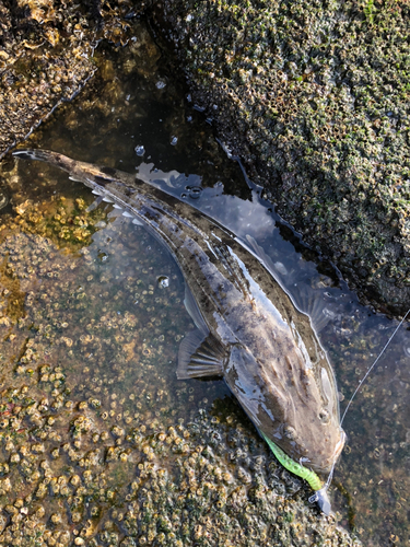 コチの釣果