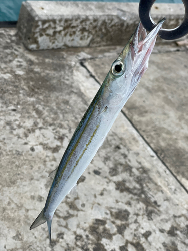 カマスの釣果