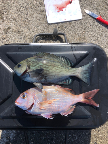 マダイの釣果