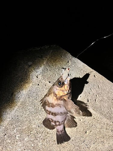 シロメバルの釣果