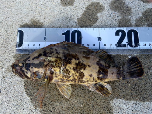 タケノコメバルの釣果