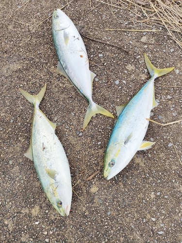 ツバスの釣果