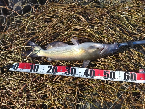 アメリカナマズの釣果