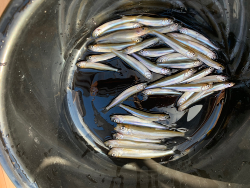 ワカサギの釣果