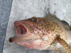 オオモンハタの釣果