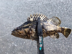 タケノコメバルの釣果