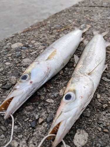 カマスの釣果