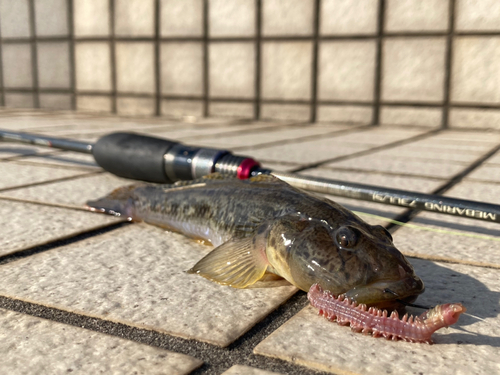 マハゼの釣果