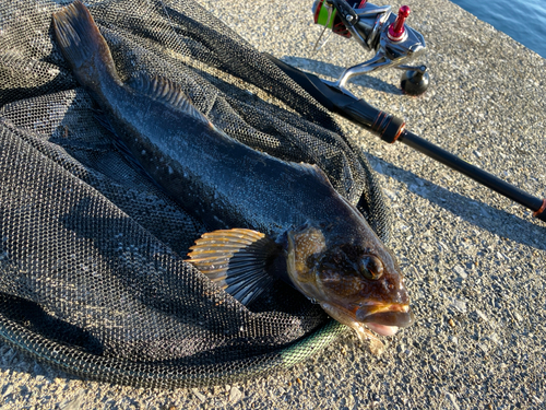 アイナメの釣果