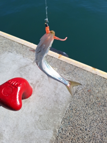 カマスの釣果