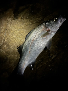 ヒラスズキの釣果