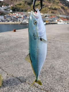 ヤズの釣果