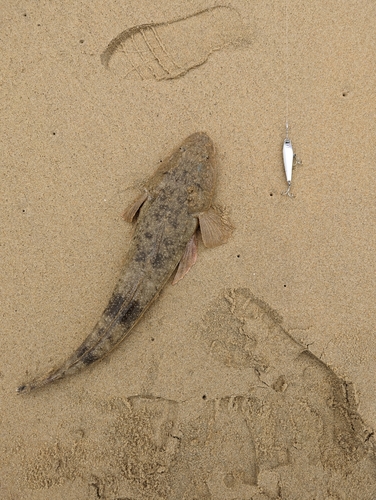 マゴチの釣果