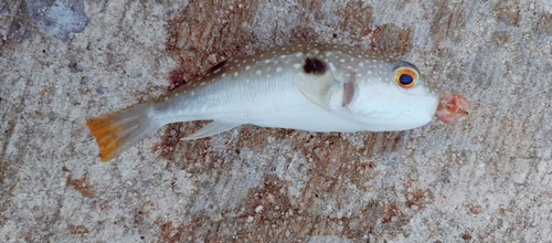 クサフグの釣果