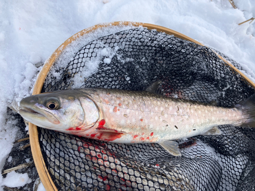 アメマスの釣果