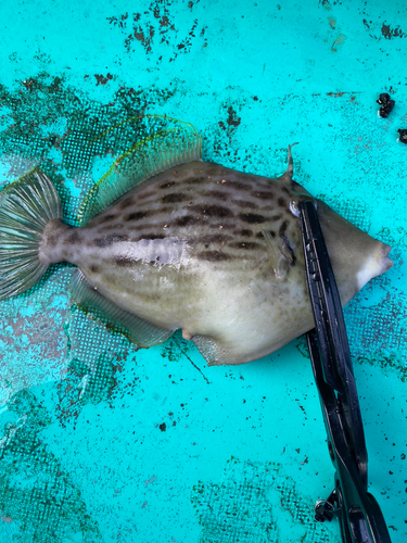 カワハギの釣果