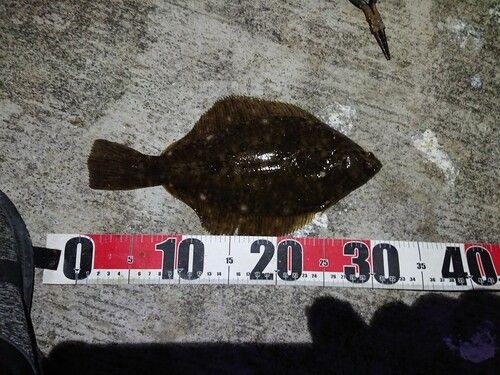 マコガレイの釣果