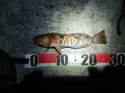 アイナメの釣果