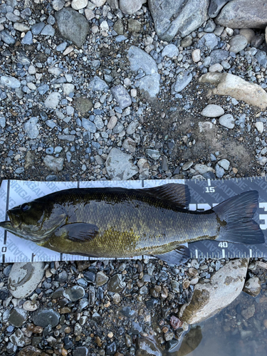 スモールマウスバスの釣果