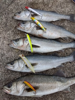 シーバスの釣果