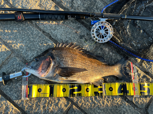 クロダイの釣果