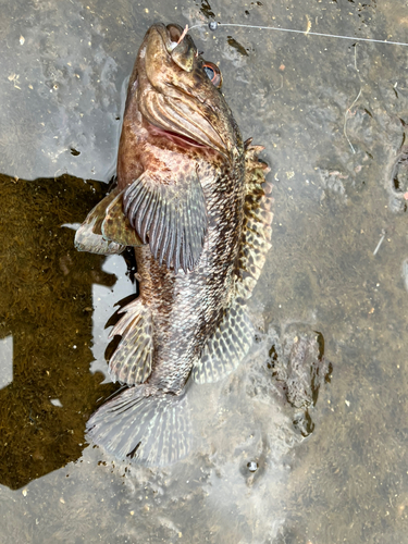 ムラソイの釣果