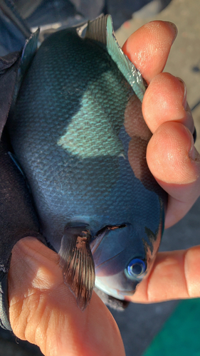 オナガグレの釣果