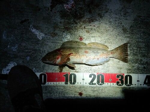 アイナメの釣果