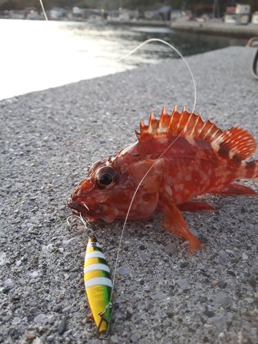 カサゴの釣果