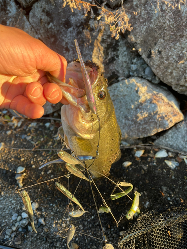 ブラックバスの釣果