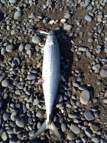 サゴシの釣果