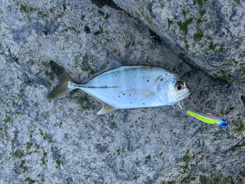 メッキの釣果