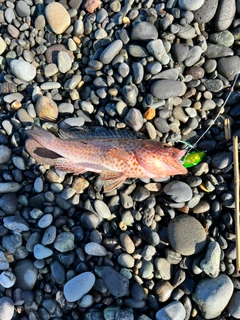 オオモンハタの釣果