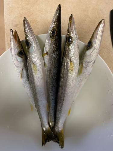 カマスの釣果